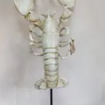 SEA021